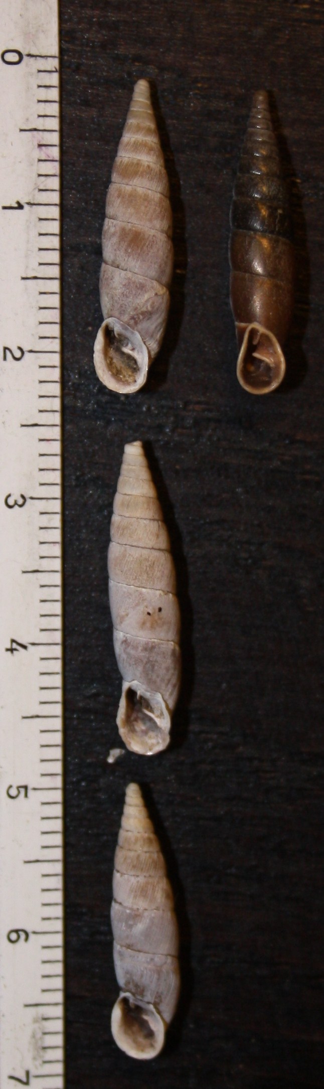 Charpentieria itala punctata e Cochlodina incisa